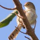 Prinia délicate