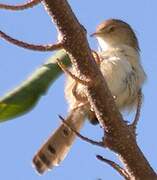 Delicate Prinia