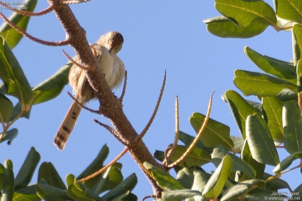 Prinia délicateadulte