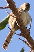 Delicate Prinia