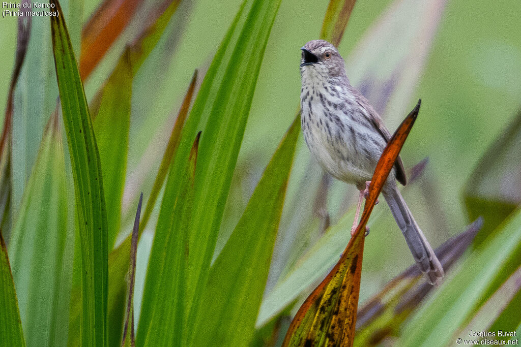 Prinia du Karrooadulte