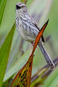 Prinia du Karroo