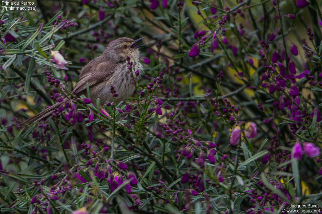 Prinia du Karrooadulte