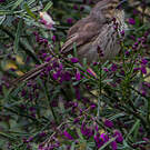 Prinia du Karroo