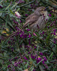 Prinia du Karroo