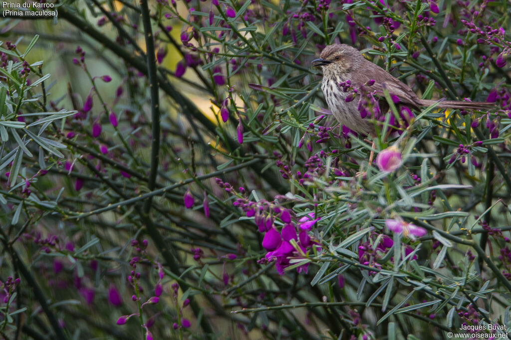 Karoo Prinia