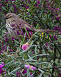 Prinia du Karroo