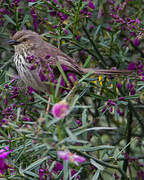 Karoo Prinia