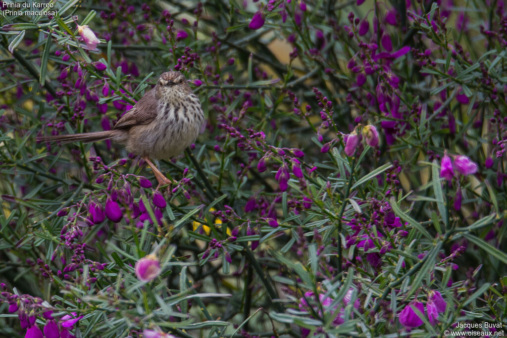 Prinia du Karrooadulte