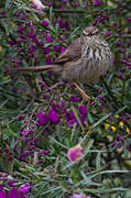 Karoo Prinia