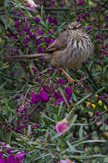 Prinia du Karroo