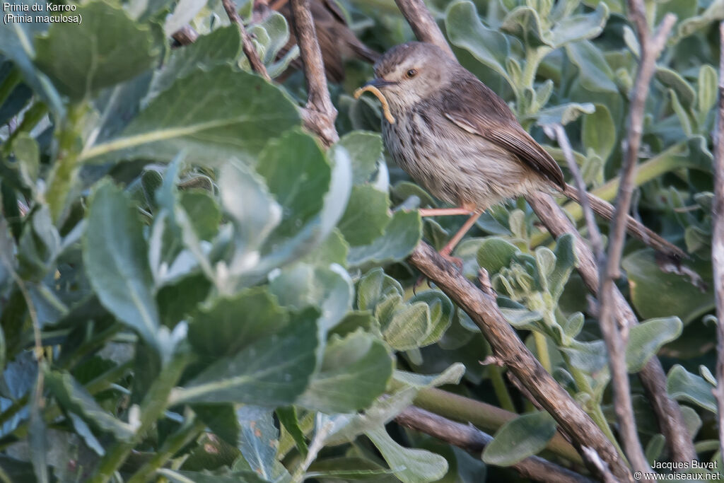 Prinia du Karrooadulte