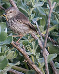 Prinia du Karroo