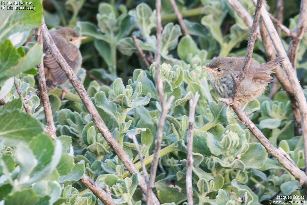 Prinia du Karroojuvénile