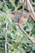 Karoo Prinia