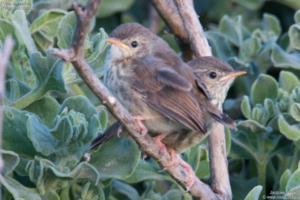 Karoo Priniajuvenile