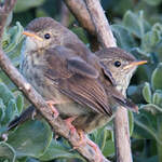 Prinia du Karroo