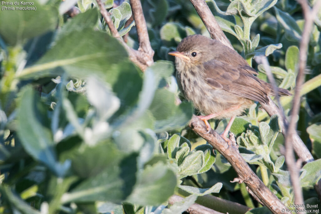 Prinia du Karroojuvénile