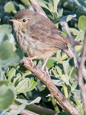 Prinia du Karroo