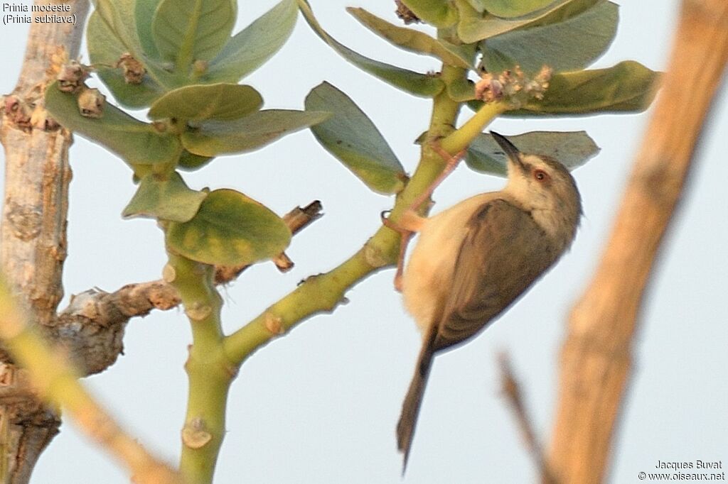 Prinia modesteadulte