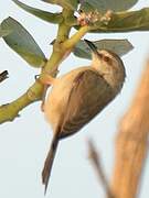 Tawny-flanked Prinia