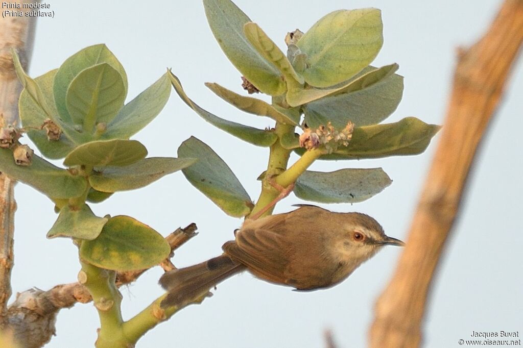 Tawny-flanked Priniaadult