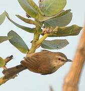 Tawny-flanked Prinia