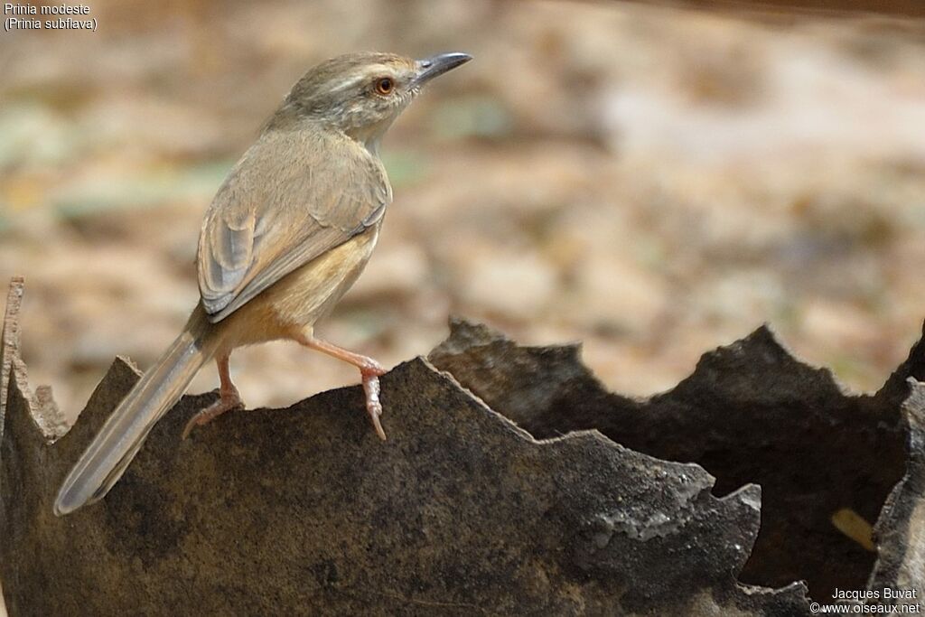 Prinia modesteadulte nuptial