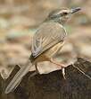 Prinia modeste