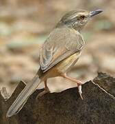 Tawny-flanked Prinia