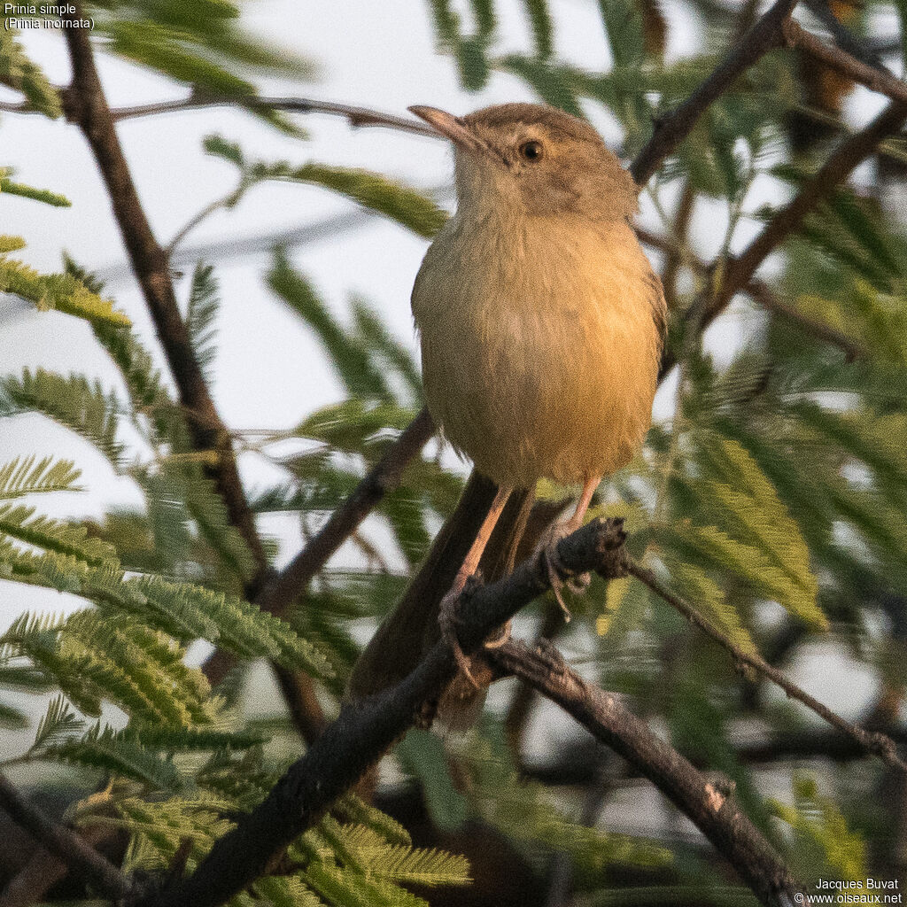 Prinia simpleadulte, portrait, composition, pigmentation