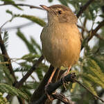 Prinia simple