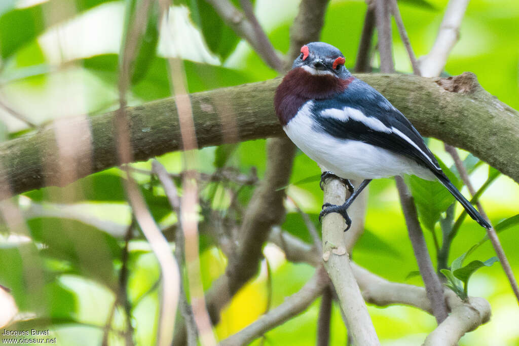 Brown-throated Wattle-eye female adult, pigmentation