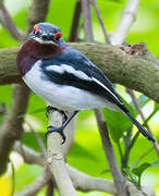 Brown-throated Wattle-eye