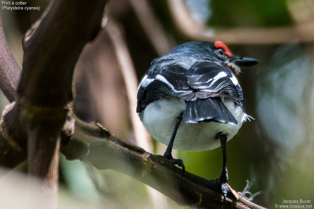 Brown-throated Wattle-eye female adult