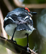 Brown-throated Wattle-eye