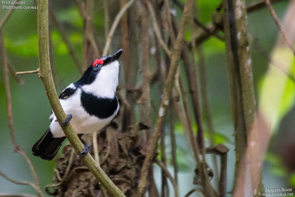 Brown-throated Wattle-eye male adult