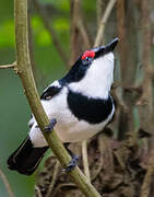 Brown-throated Wattle-eye