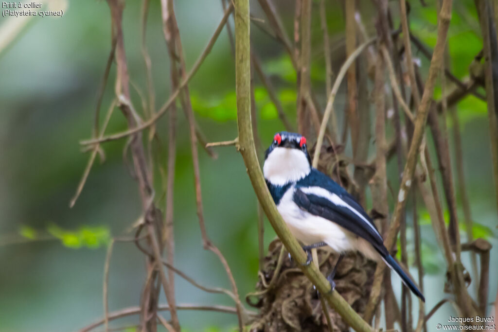 Brown-throated Wattle-eye male adult, identification, habitat, aspect, pigmentation