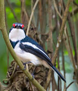 Brown-throated Wattle-eye