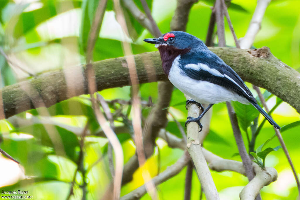 Brown-throated Wattle-eye female adult, identification