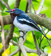 Brown-throated Wattle-eye