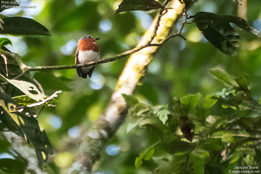 Chestnut Wattle-eye female adult