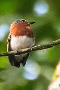 Chestnut Wattle-eye