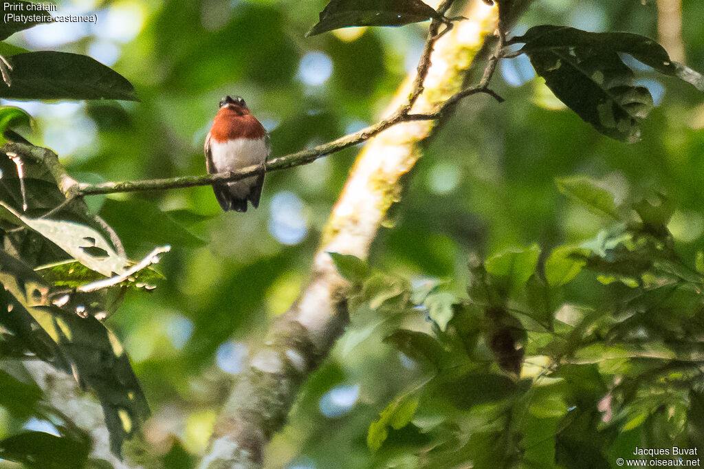 Chestnut Wattle-eye female adult