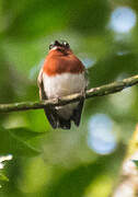 Chestnut Wattle-eye