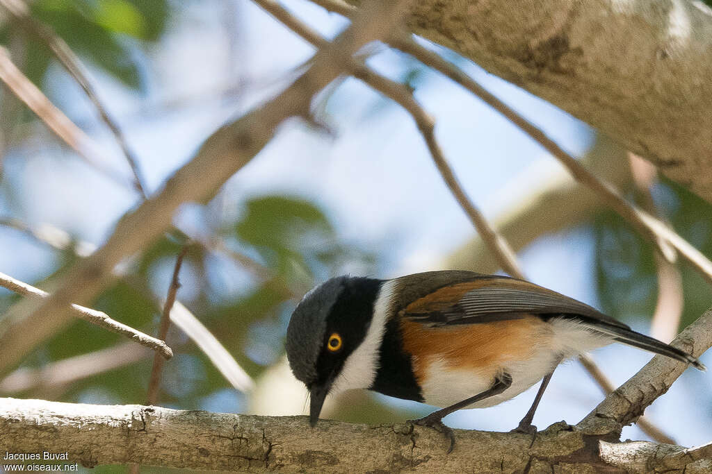 Cape Batis male adult, identification