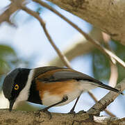 Cape Batis