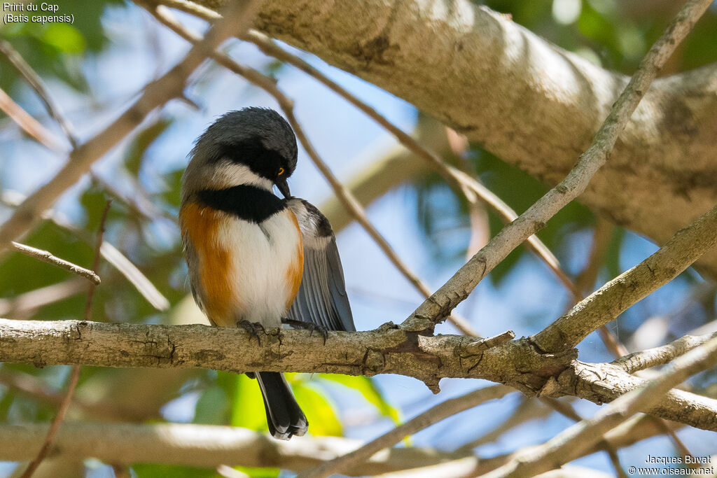 Cape Batis male adult