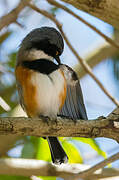 Cape Batis